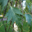 Betula pendula 'Dalecarlica'.png